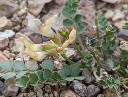 Imagem de Astragalus beckwithii var. purpureus M. E. Jones