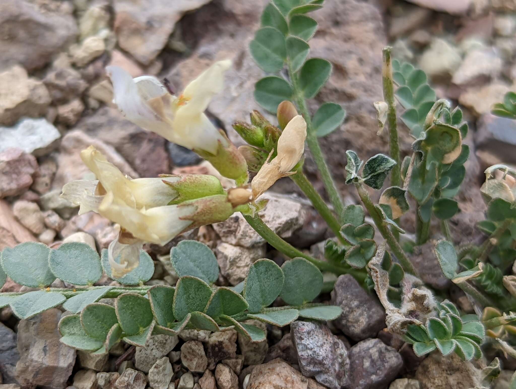 صورة Astragalus beckwithii var. purpureus M. E. Jones