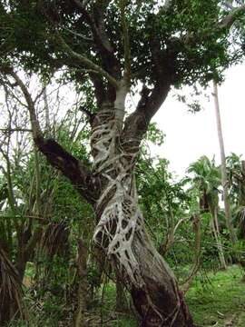 Image of Javanese bishopwood