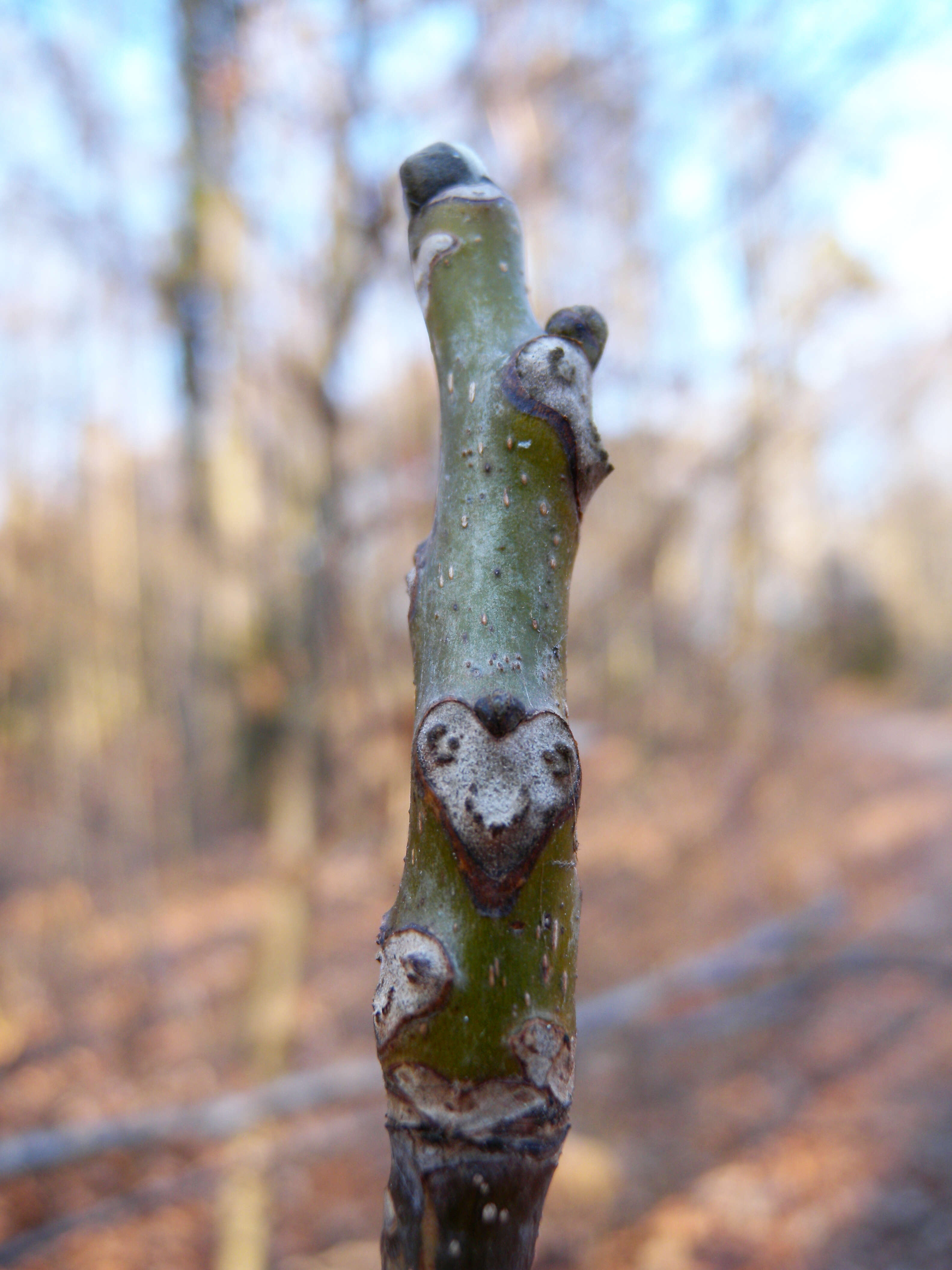 Image of Common walnut