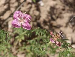 Plancia ëd Oenothera canescens Torr.