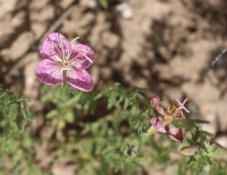 Image of Spotted Evening-Primrose