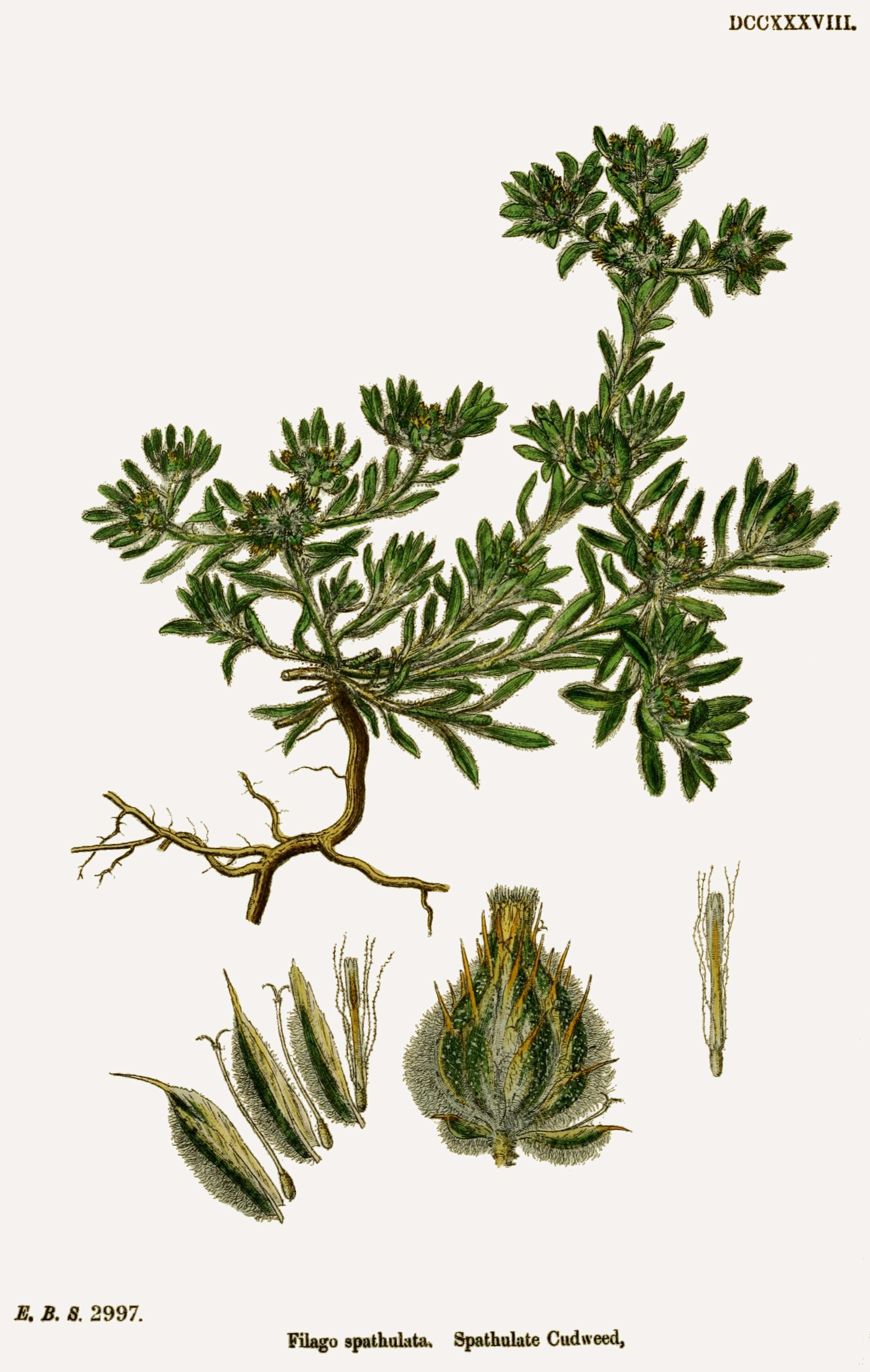 Image of broad-leaved cutweed