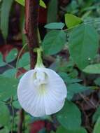 Imagem de Clitoria ternatea var. ternatea