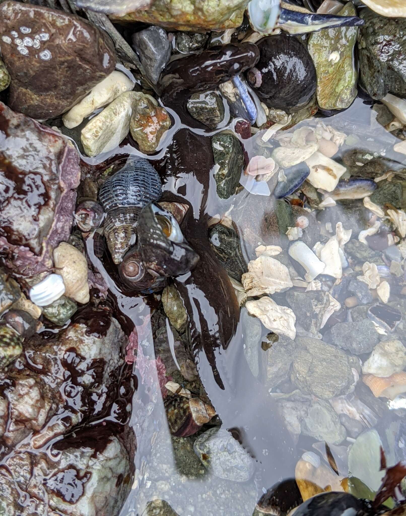 Image of Black blenny