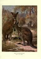 Image of red kangaroo