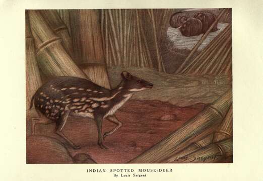 Image of Chevrotain