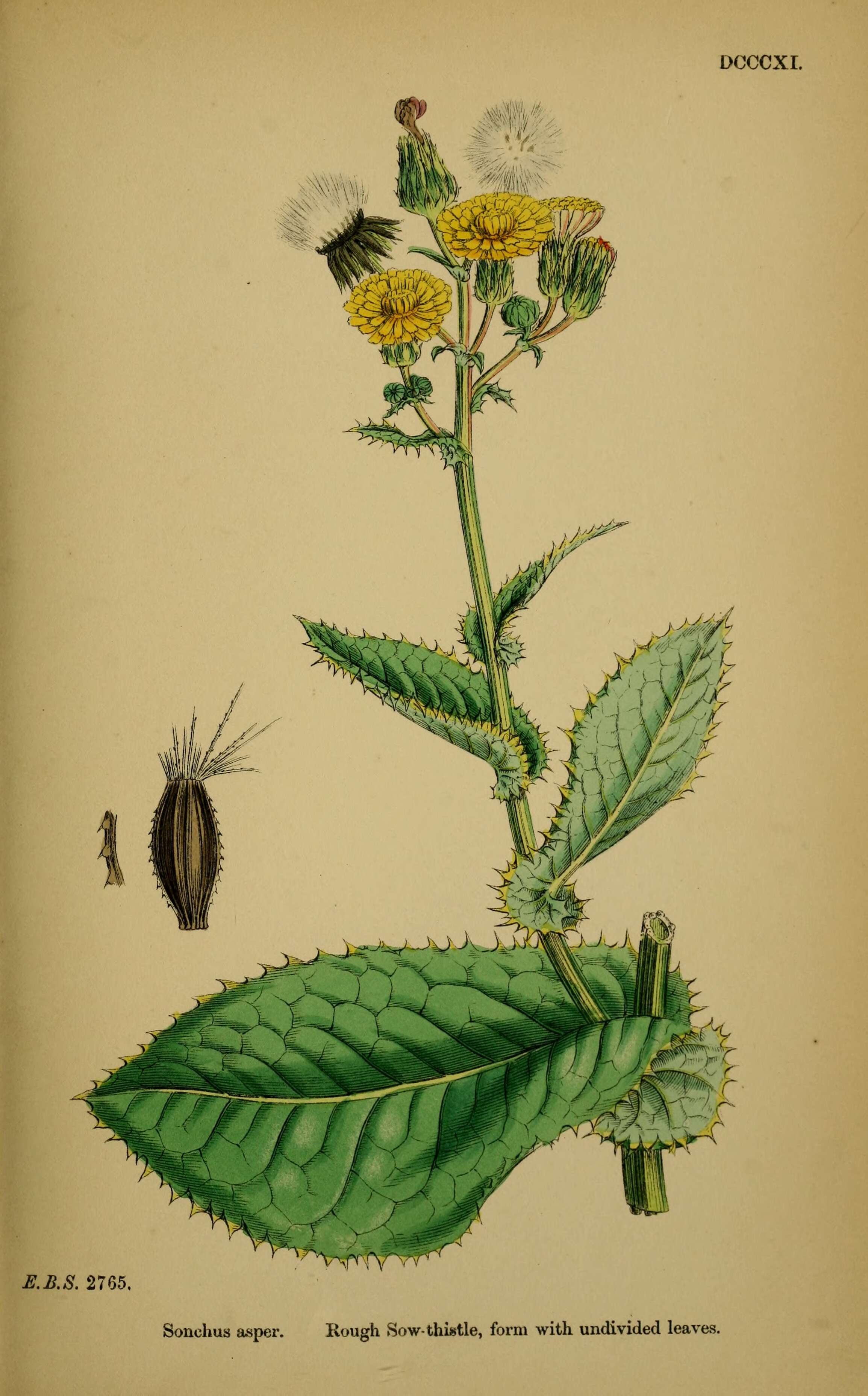 Plancia ëd Sonchus