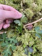 Image of Pacific blacksnakeroot