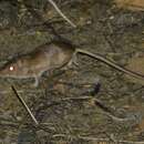 Image of Bailey's pocket mouse