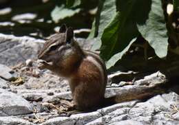 Image of Palmer’s Chipmunk