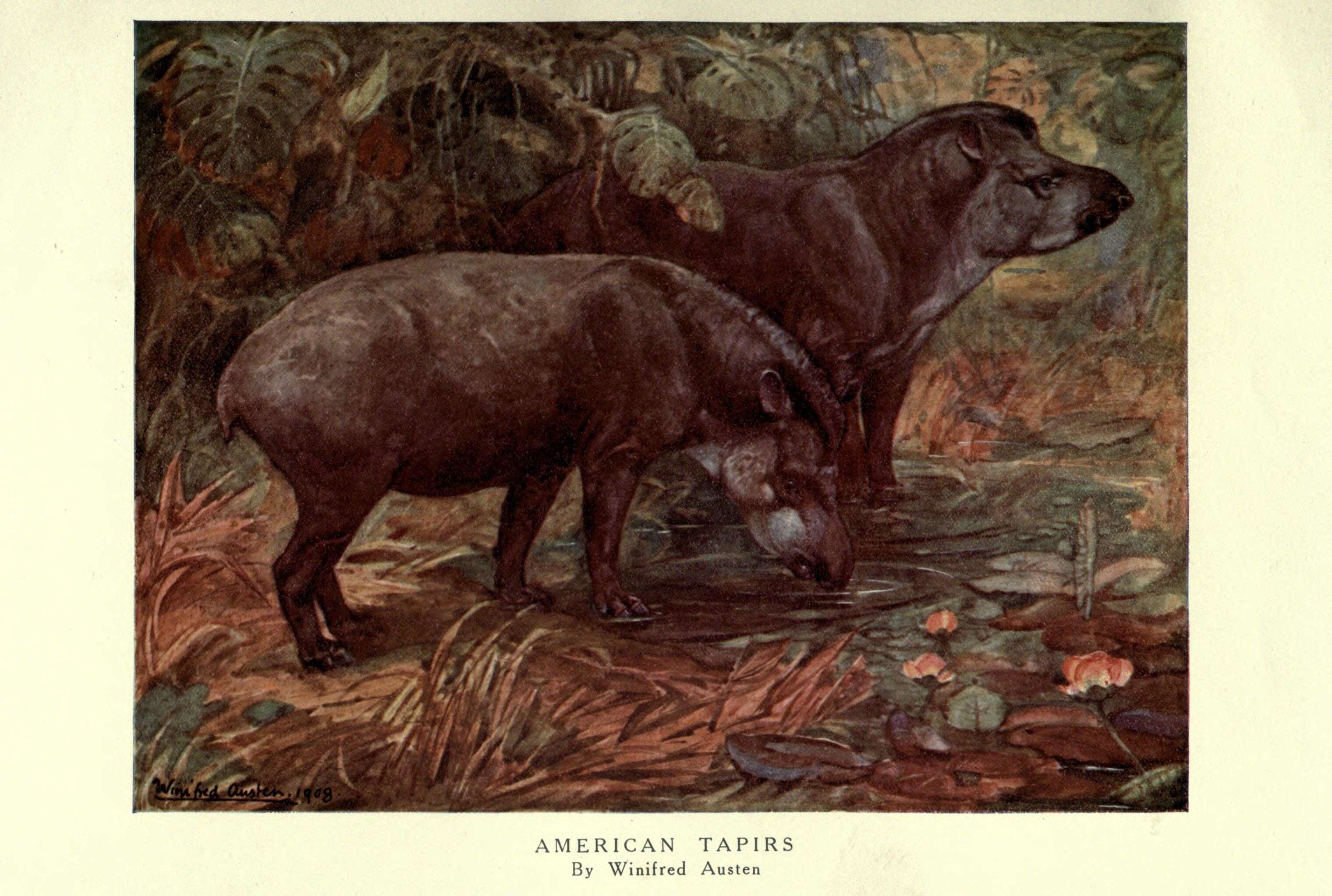 Image of tapirs