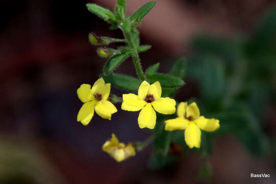 Image of Goodenia heterophylla Sm.