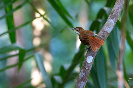 Image of Pernambuco Foliage-gleaner