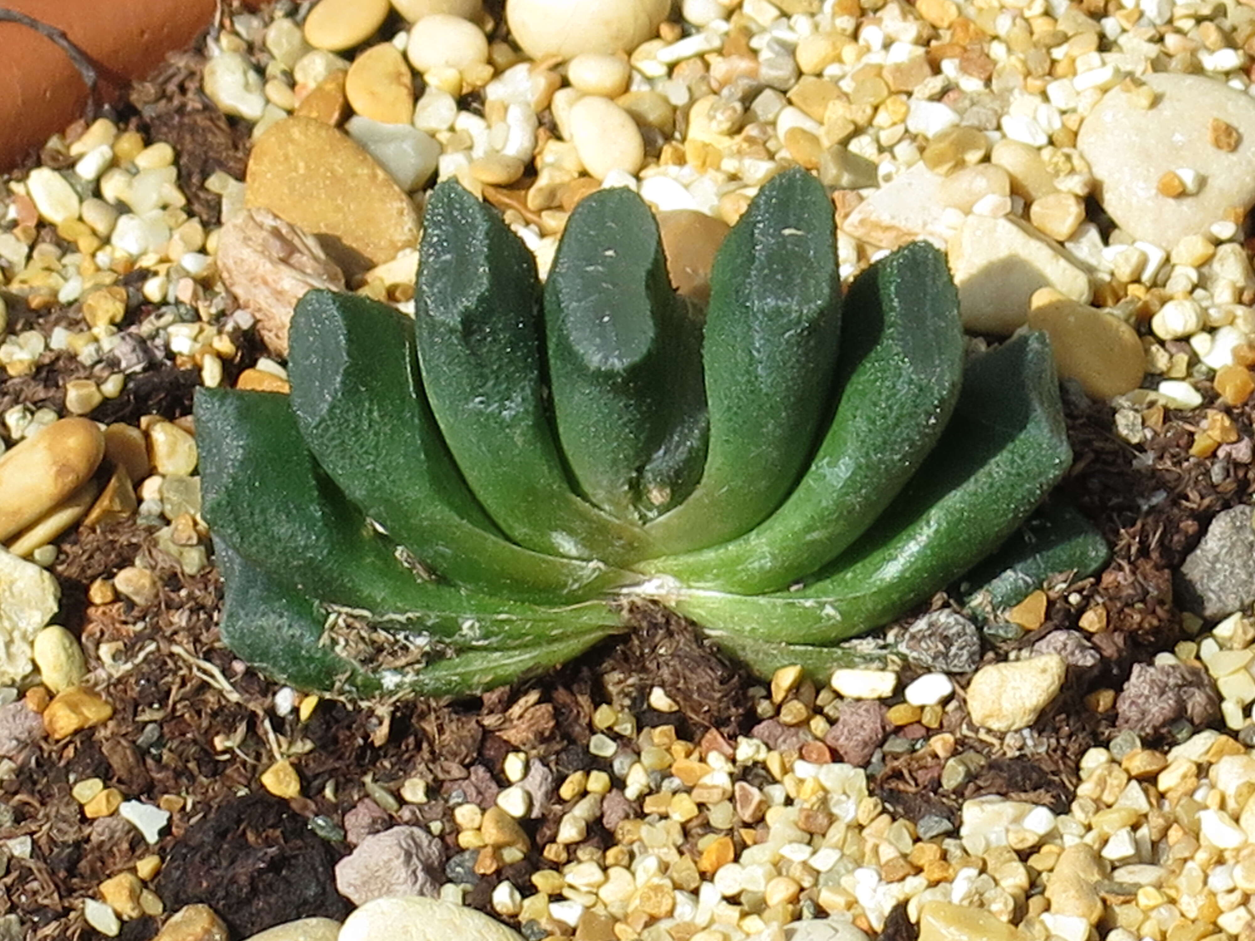 Image of Haworthia truncata Schönland