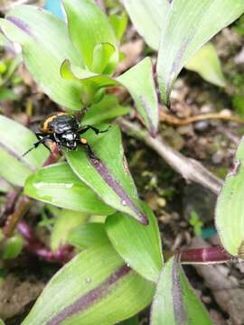 Image of Nicrophorus (Nicrophorus) mexicanus (Matthews & A. 1887)