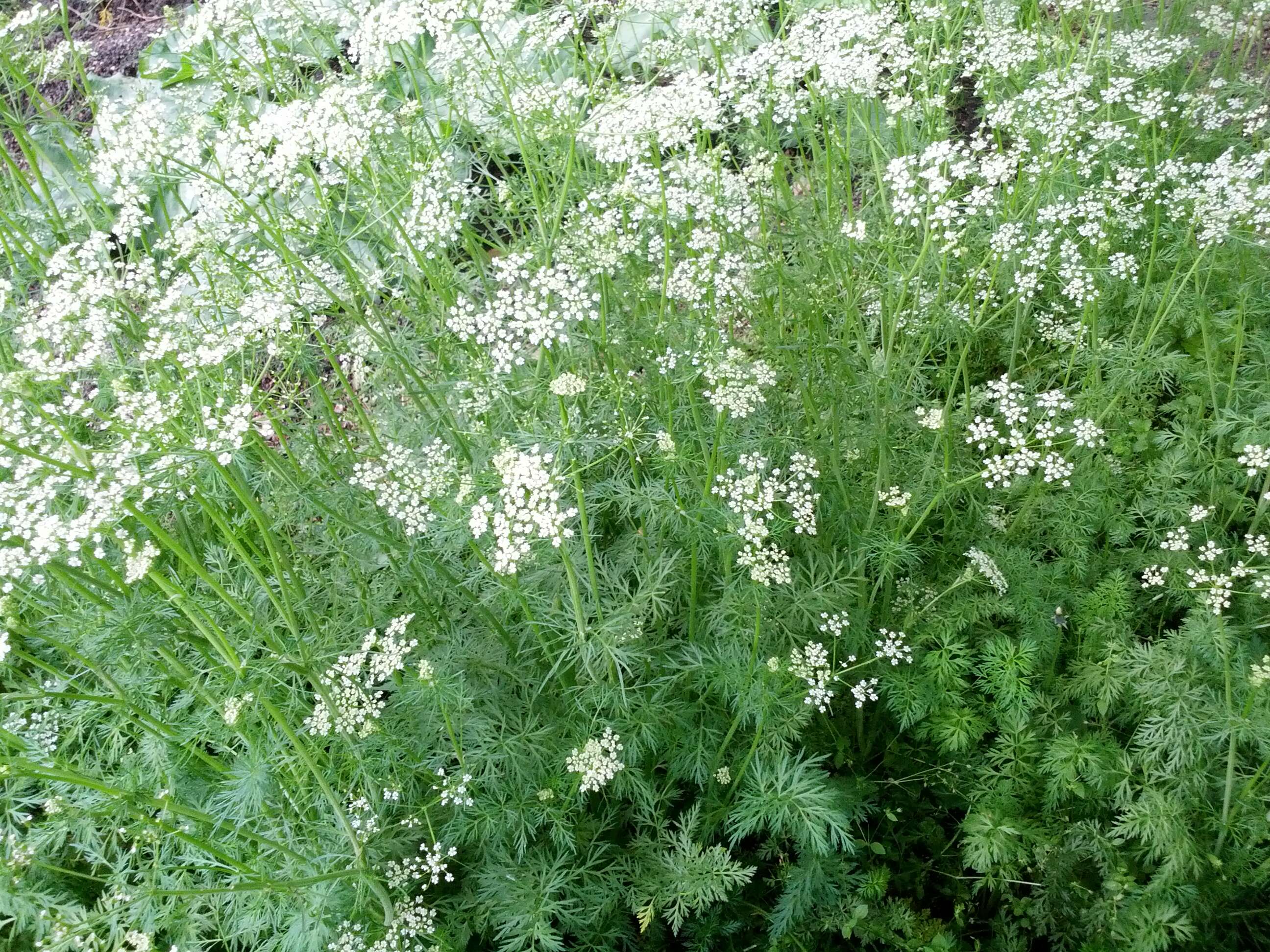 Image of cumin