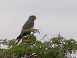 صورة Falco ardosiaceus Vieillot 1823