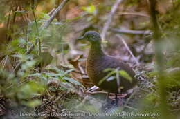 Image of Brown Tinamou