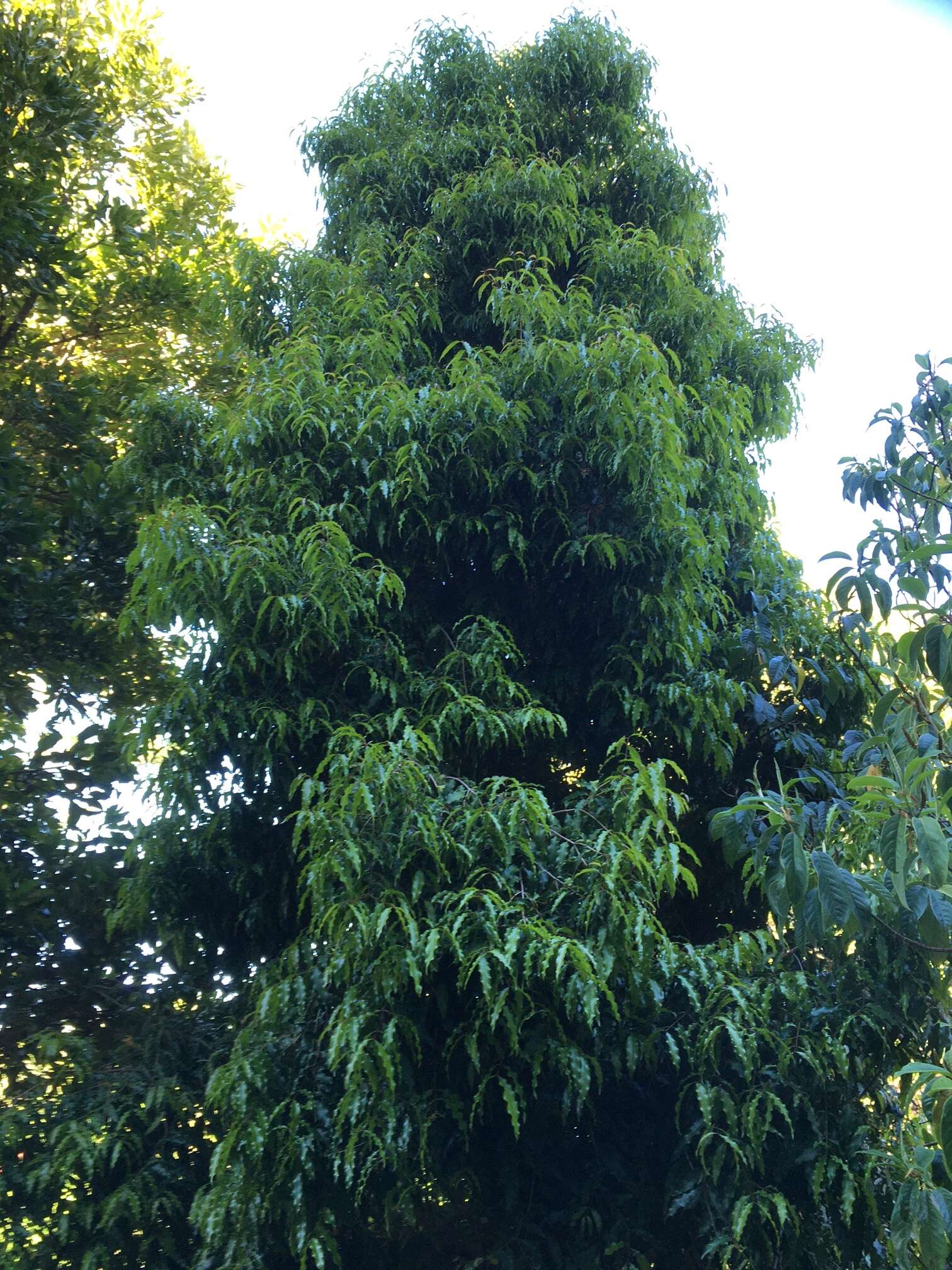 Image of Syzygium floribundum F. Müll.