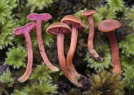 Слика од Hygrocybe rubrocarnosa (G. Stev.) E. Horak 1971