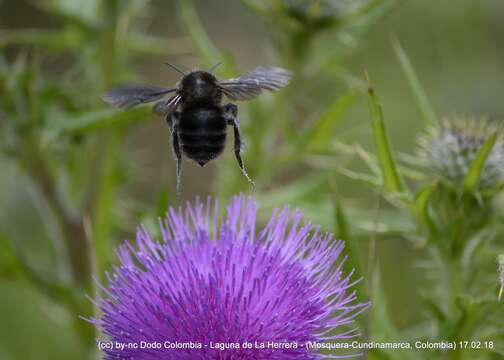 Image of Bombus pauloensis Friese 1912