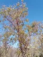 Image de Albizia tulearensis R. Vig.