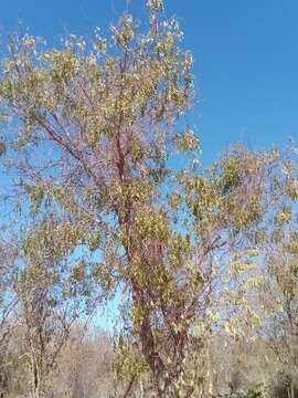 Albizia tulearensis R. Vig.的圖片