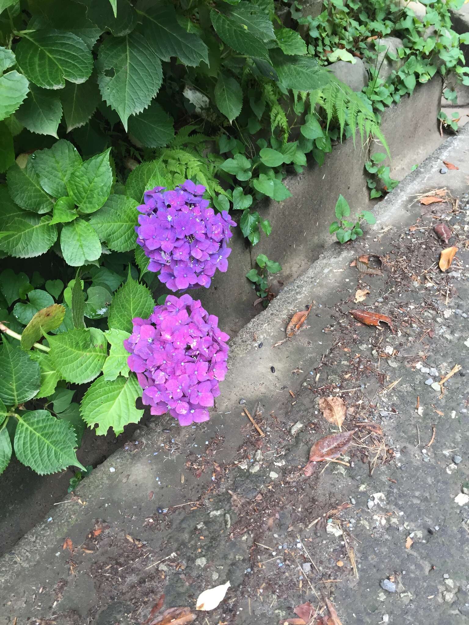 Plancia ëd Hydrangea macrophylla (Thunb.) Seringe