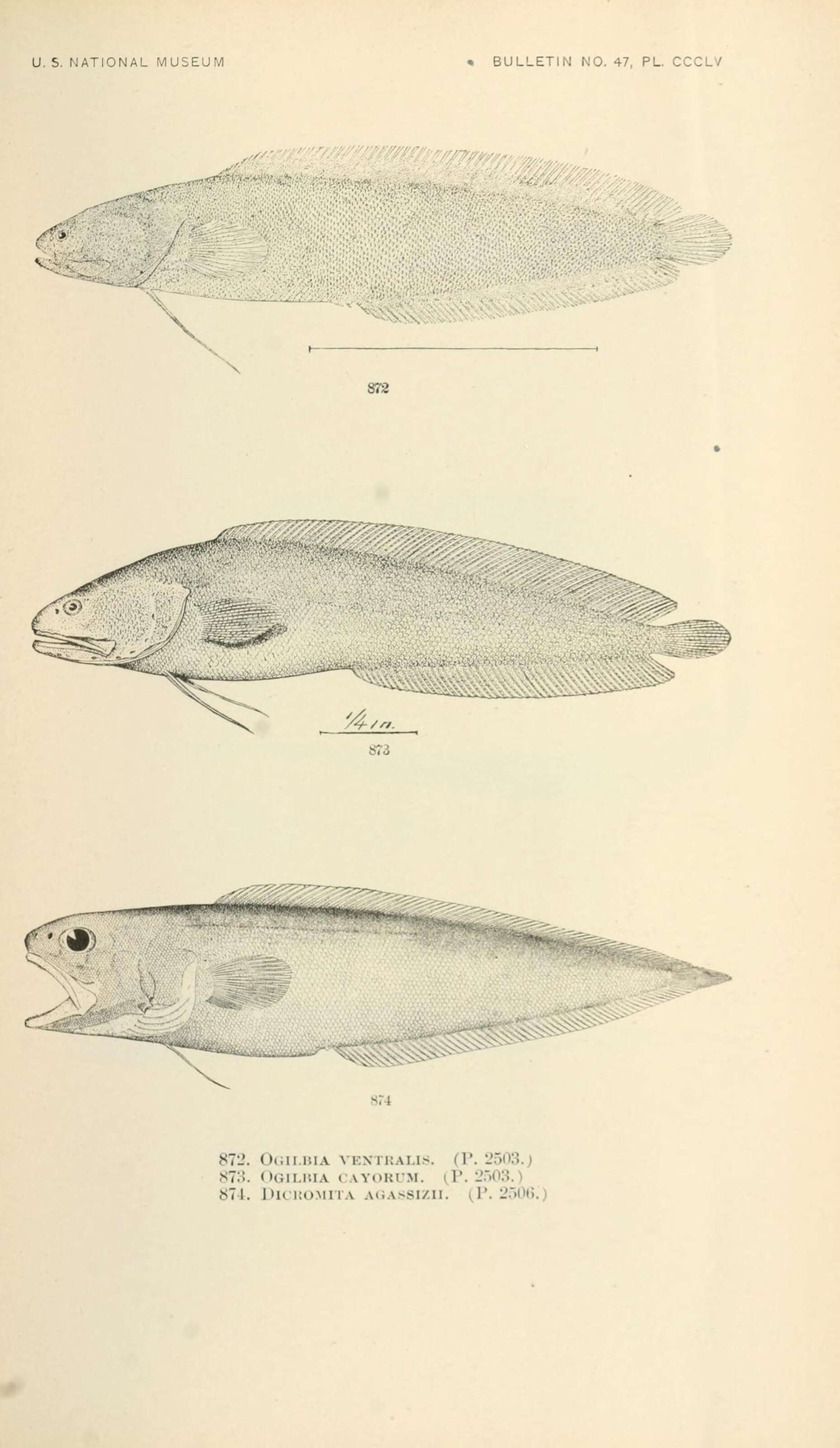 Image of Ogilbia Jordan