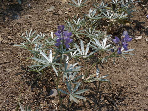 Image of Blunt-lobe Lupine