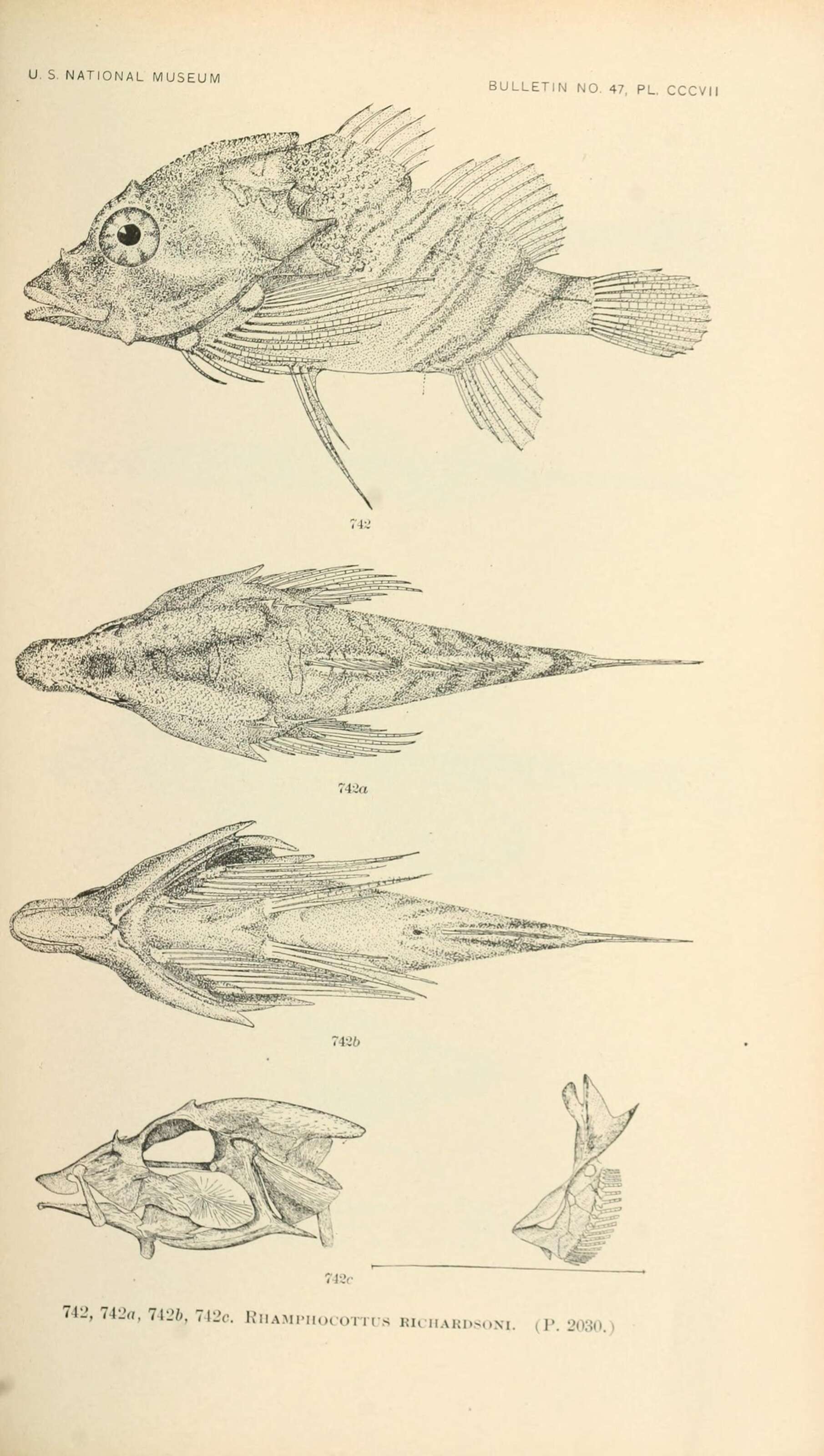 صورة Rhamphocottidae