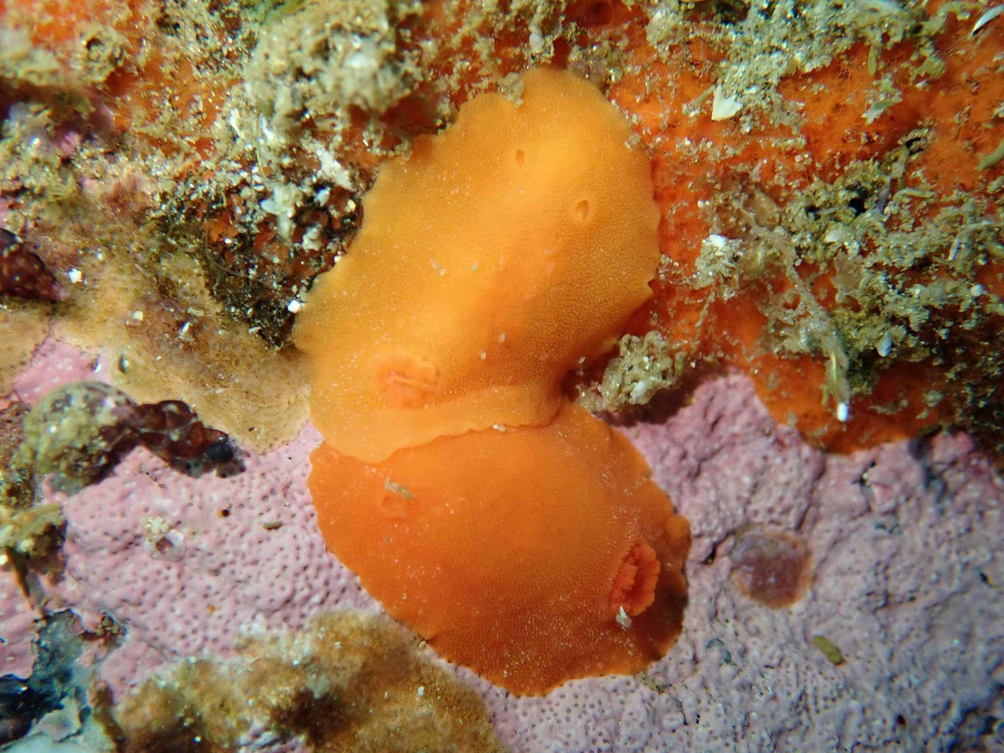 Image of Red sponge nudibranch