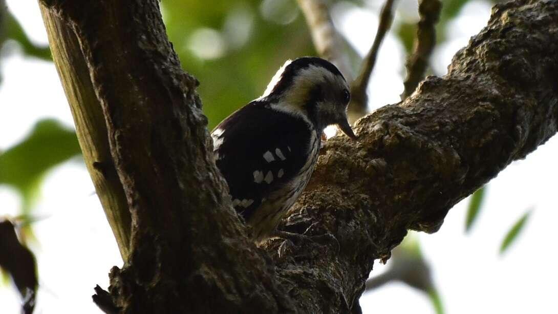 Image of Grey-capped Pygmy Woodpecker