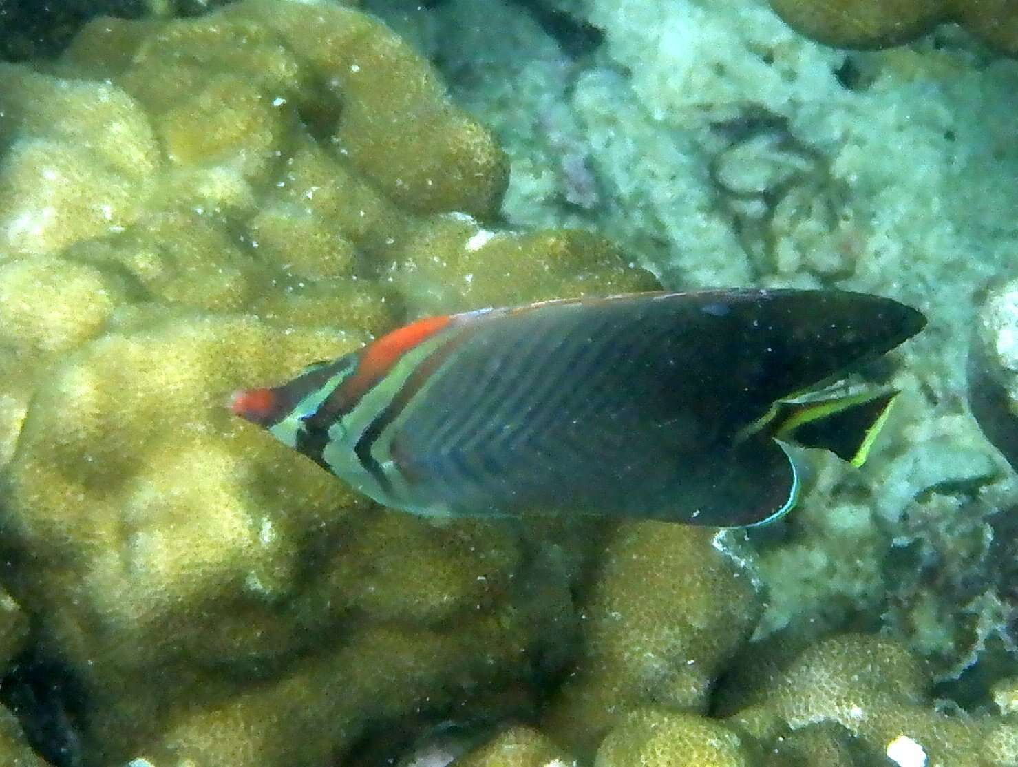 Image of Herringbone Butterflyfish