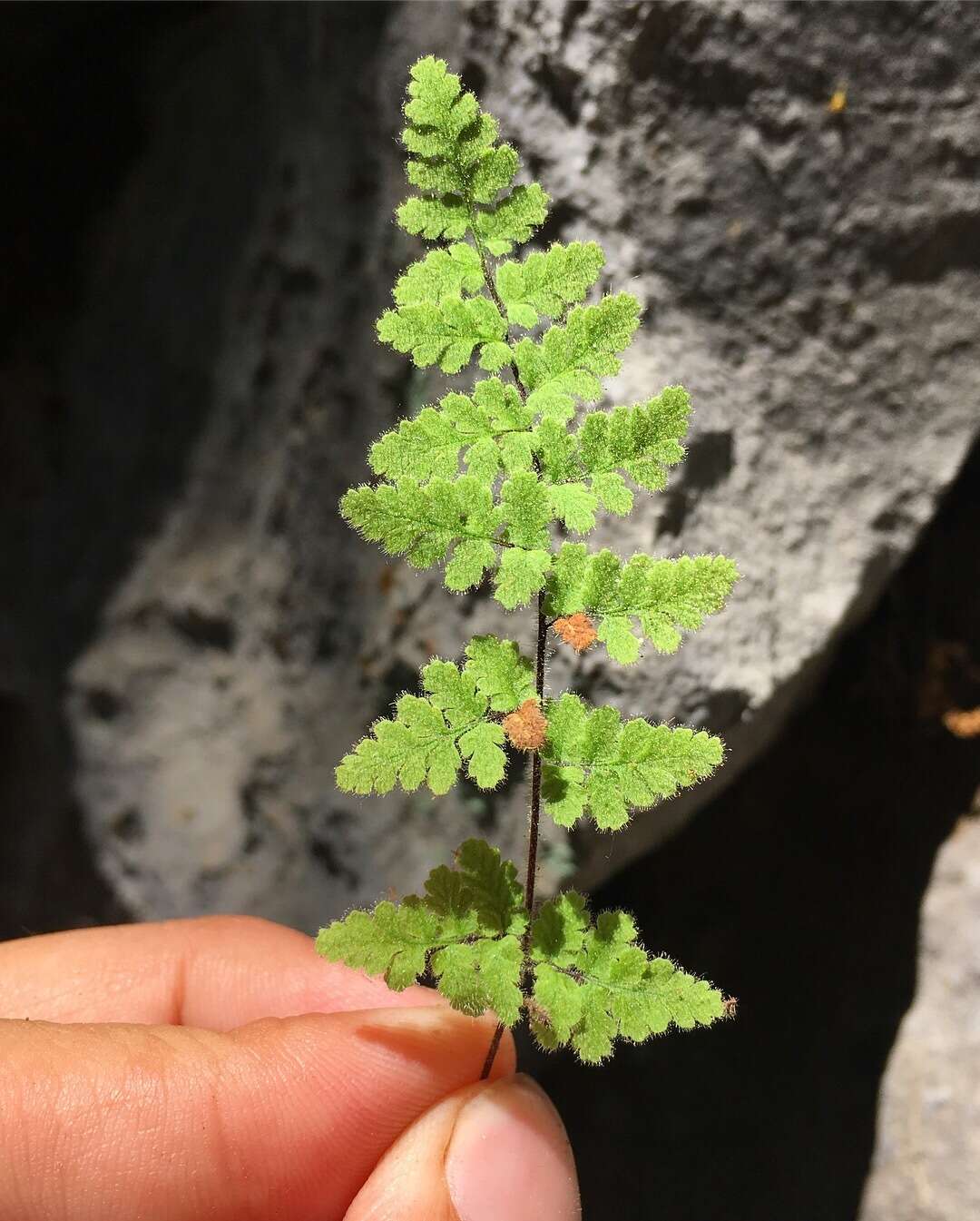 Слика од Myriopteris cooperae (D. C. Eat.) Grusz & Windham