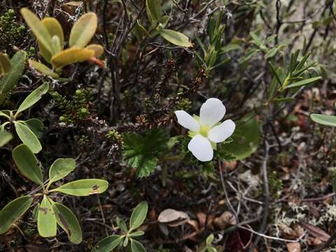 Rubus chamaemorus L. resmi