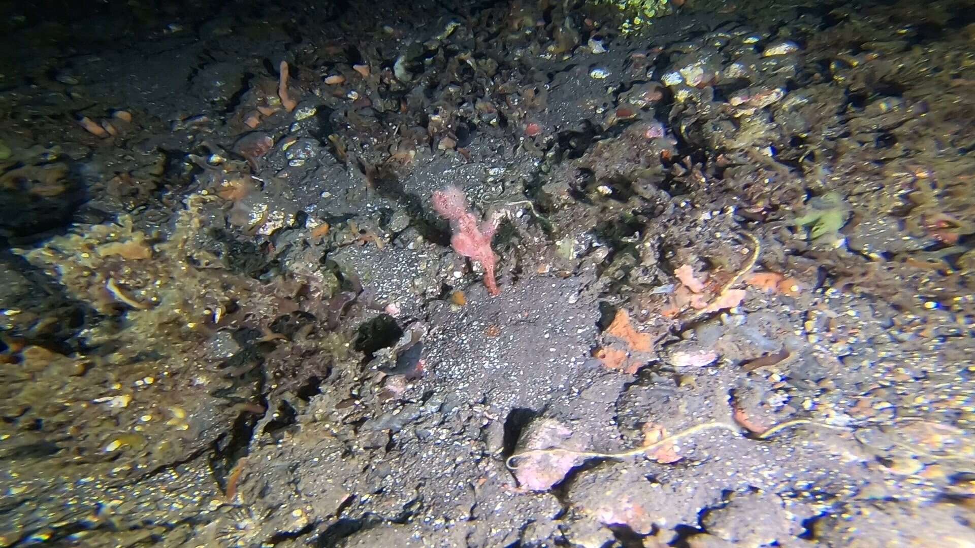 Image of Hairy ghost pipefish