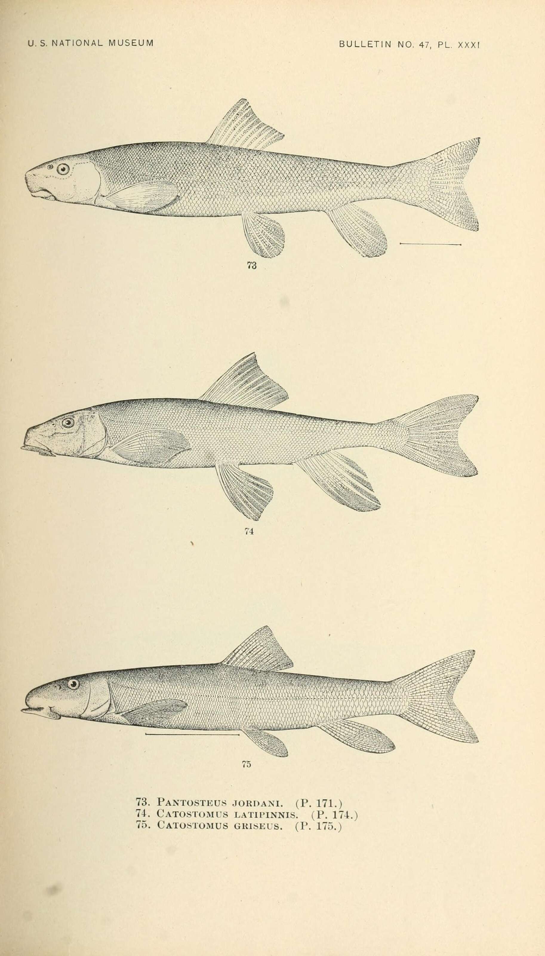 Image of Jasper Longnose Sucker