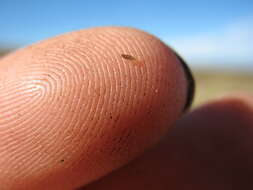 Image of Rytidosperma australe (Petrie) Connor & Edgar