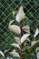 Image of Yunnan poplar