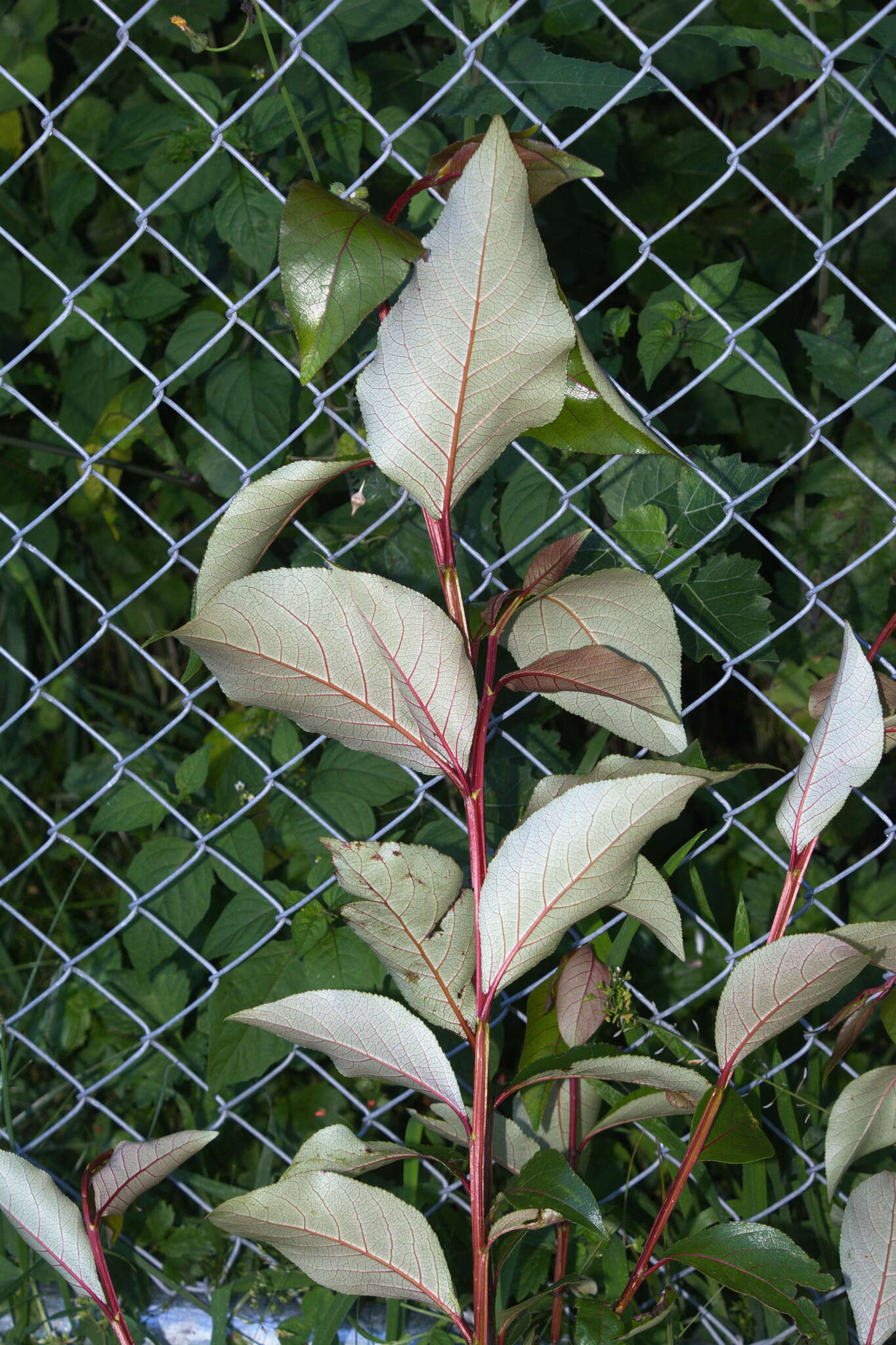 Image of Yunnan poplar