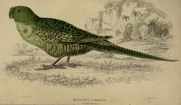 Image of Pezoporus Illiger 1811