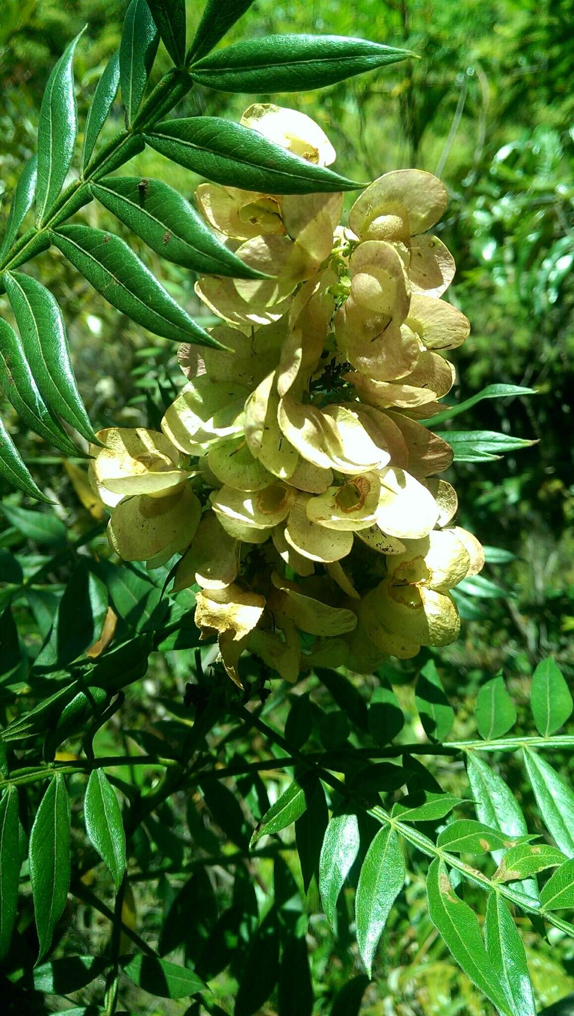 Sivun Dodonaea madagascariensis Radlk. kuva