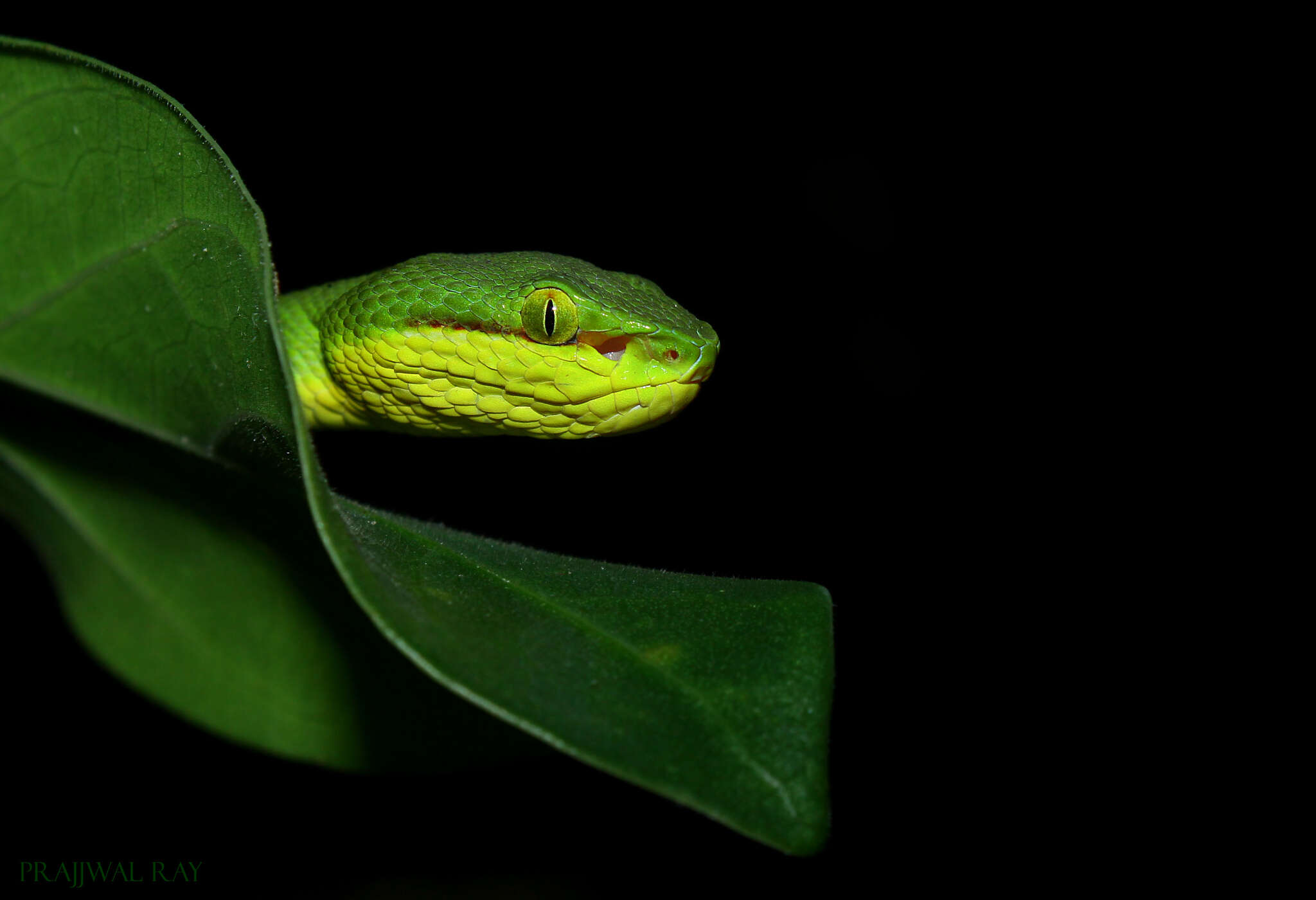 Image of Trimeresurus salazar Mirza, Bhosale, Phansalkar, Sawant, Gowande & Patel 2020