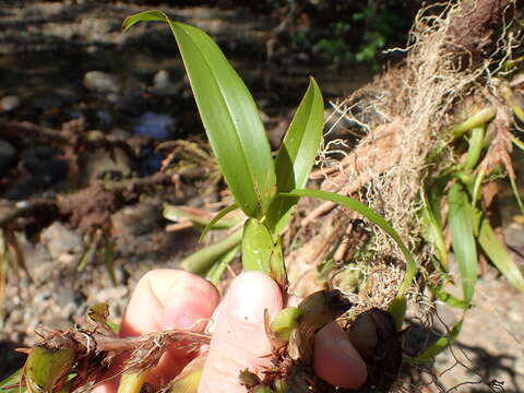 Image of purple tiger orchid