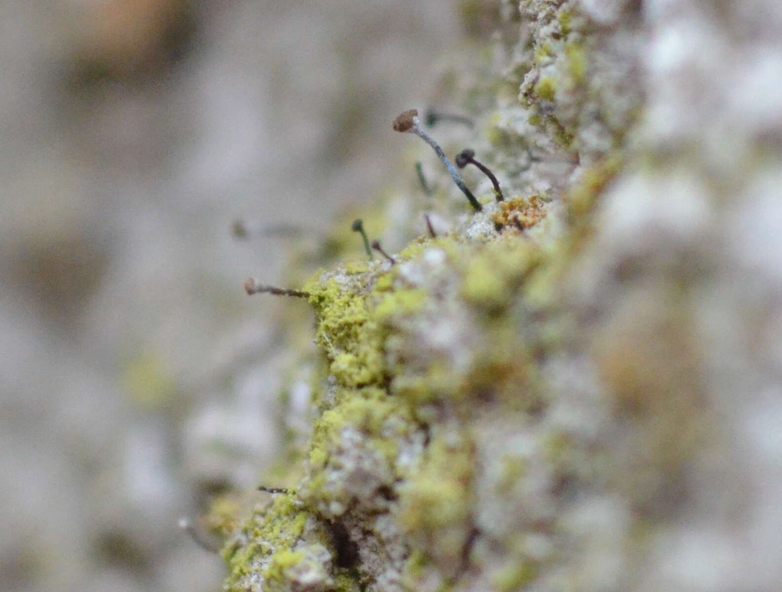 Image of chaenothecopsis lichen