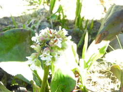 Image of Himalayan Bergenia