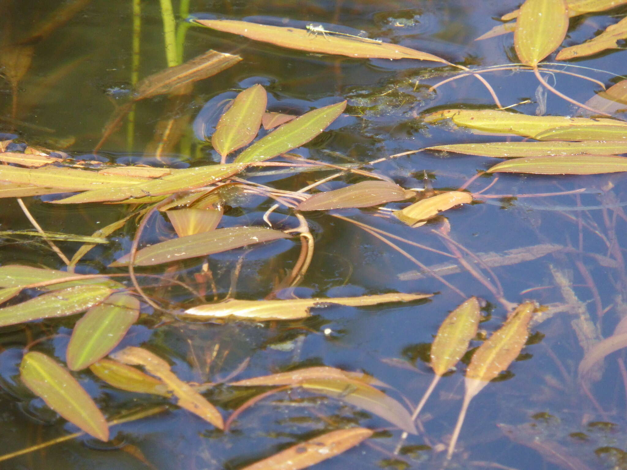 Potamogeton nodosus Poir. resmi