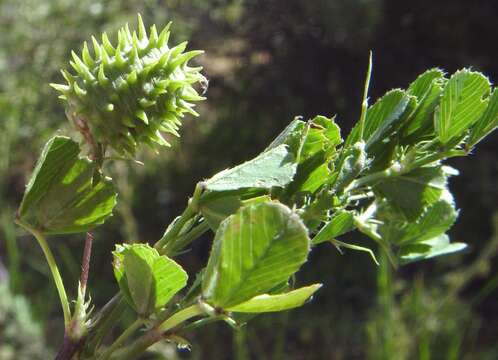 Image of Medicago murex Willd.